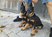 Doberman yavruları